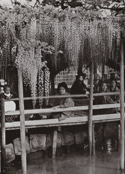 Wistaria Arbor at Kameido (m/w kuva) tekijältä Herbert Ponting