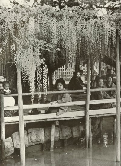 Wisteria Arbor Kameidossa, 1910. tekijältä Herbert Ponting