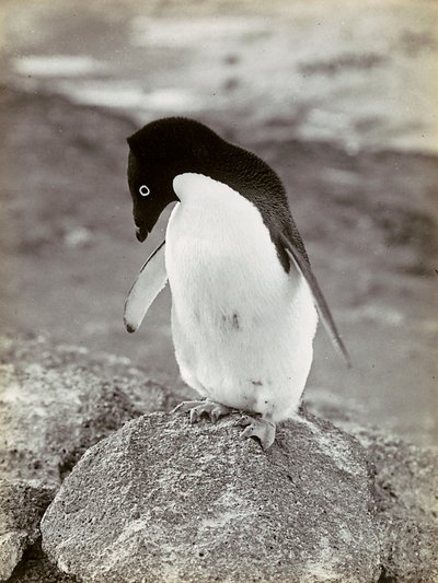 Pingviini Etelämantereella tekijältä Herbert Ponting