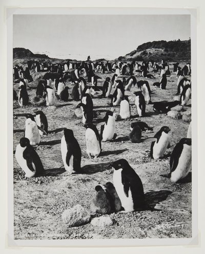 Adelie Penguins Cape Roydsissa (bromidiprintti) tekijältä Herbert Ponting