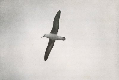 Albatrossi Soaring, c19101913, 1913 tekijältä Herbert Ponting