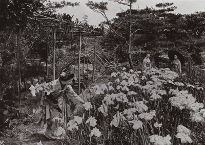 Iris Gardenissa Hori-kirissä (m/v kuva) tekijältä Herbert Ponting
