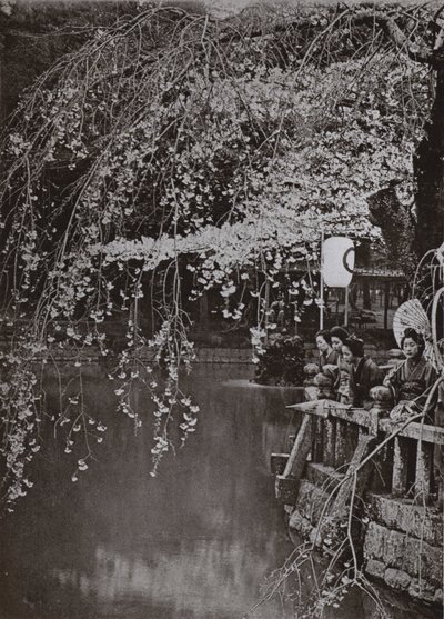 Kirsikankukinnan aika Japanissa (m/w kuva) tekijältä Herbert Ponting