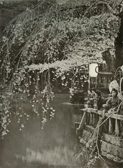 Kirsikankukinnan aika Japanissa, 1910. tekijältä Herbert Ponting