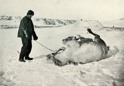Cherry-Garrard antaa ponille Michael Roll in the Snow, c1911, 1913 tekijältä Herbert Ponting