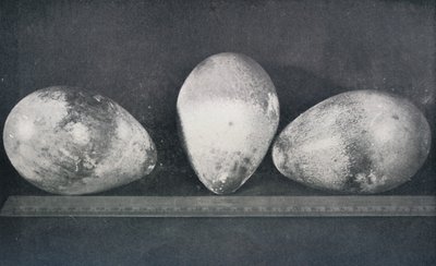 Keisaripingviinien munat Cape Crozierilta, 1911, 1913 tekijältä Herbert Ponting