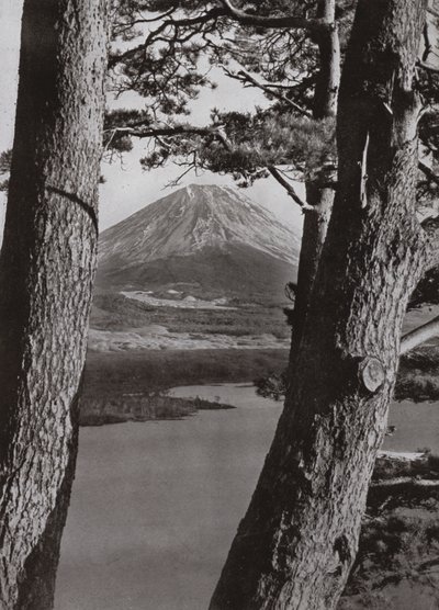 Fuji ja mäntypuut (m/w kuva) tekijältä Herbert Ponting