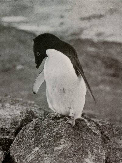En välitä siitä, mitä minusta tulee, c19101913, 1913 tekijältä Herbert Ponting