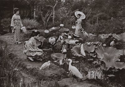 Lotus Gardenissa (mv/w kuva) tekijältä Herbert Ponting