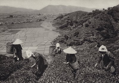 Japani 1920-luvulla: Teesato (m/w kuva) tekijältä Herbert Ponting