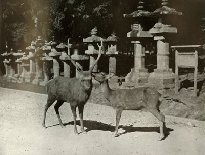 Rakkaani! Tutkimus Narassa, 1910. tekijältä Herbert Ponting