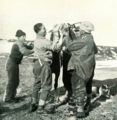 Pony Takes Whisky, 8. helmikuuta 1911, 1913 tekijältä Herbert Ponting