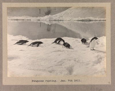 Kuusi Adelie-pingviiniä lepää jäällä. tekijältä Herbert Ponting
