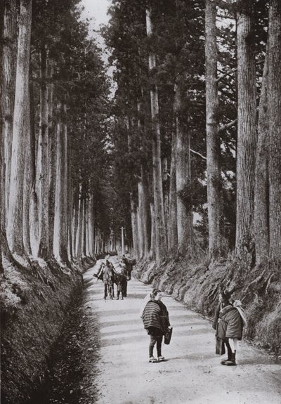 The Cryptomerias Avenue at Nikko (m/w kuva) tekijältä Herbert Ponting