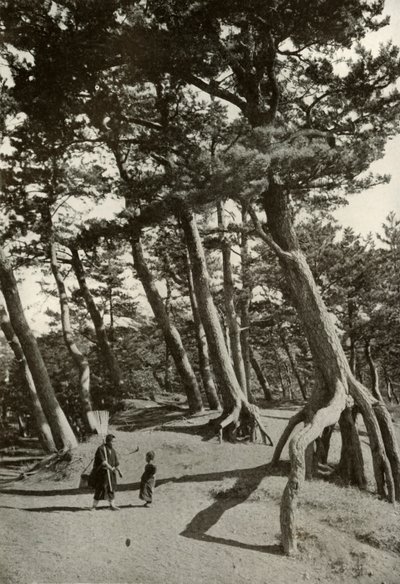 The Pines of Shizu-Ura, 1910. tekijältä Herbert Ponting