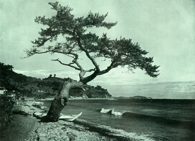 Puu ja aalto, 1910. tekijältä Herbert Ponting