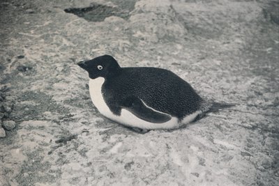 This One Hasnt., c1911, 1913 tekijältä Herbert Ponting
