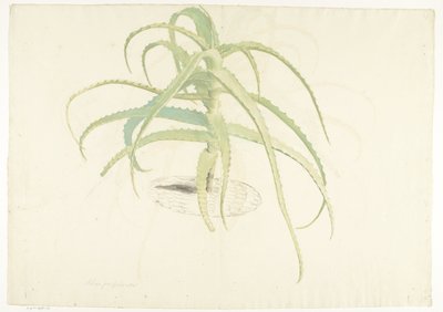 Aloe perfoliata tekijältä Herman Saftleven