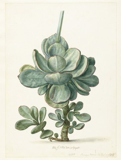 Meheväkasvi (Cotyledon orbiculata) tekijältä Herman Saftleven