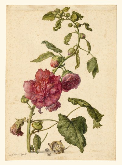 A Hollyhock tekijältä Herman Saftleven the Younger