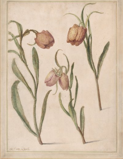 Study of Three Fritillaries, 1683. tekijältä Herman Saftleven the Younger