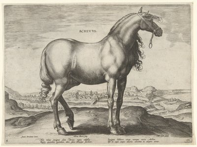 Hevonen Kreikasta (Achivus) Achivvs (otsikko esineessä) Hevosrodut Itävallan Don Juanin kuninkaallisilta tallilta (sarjan nimi) Equile Ioannis Austriaci Caroli (sarjan nimi) tekijältä Hieronymus Wierix