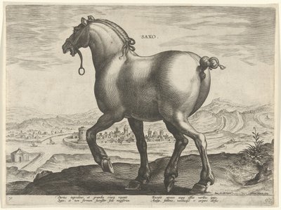 Hevonen Saksista Saxo (otsikko esineessä) Hevosrodut Itävallan Don Juanin kuninkaallisilta tallilta (sarjan nimi) Equile Ioannis Austriaci Caroli (sarjan nimi) tekijältä Hieronymus Wierix