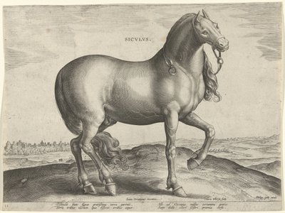 Hevonen Sisiliasta (Siculus) Sicvlvs (otsikko objektissa) Hevosrodut Itävallan Don Juanin kuninkaallisilta tallilta (sarjan nimi) Equile Ioannis Austriaci Caroli (sarjan nimi) tekijältä Hieronymus Wierix