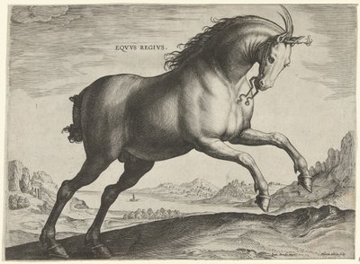 Equus Regius -rodun hevonen (kuninkaallinen) Eqvvs Regivs (otsikko objektissa) Hevosrodut Itävallan Don Juanin kuninkaallisilta tallilta (sarjan nimi) Equile Ioannis Austriaci Caroli (sarjan nimi) tekijältä Hieronymus Wierix