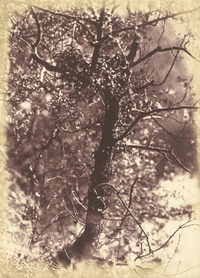 Ivy Covered Tree Colintonissa tekijältä Hill and Adamson