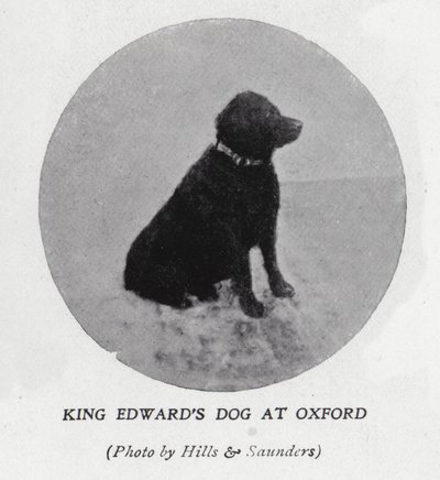 Kuningas Edward VII:n koira Oxfordin yliopistossa (m/v kuva) tekijältä Hills and Saunders