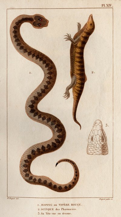 Aesping tai Red Vipere, Skink apteekeista, hänen päänsä ylhäällä." Fauna des Mdecins tai eläinten ja niiden tuotteiden historia, Hippolyte Cloquet” - Volume 6 - 1825. tekijältä Hippolyte Cloquet