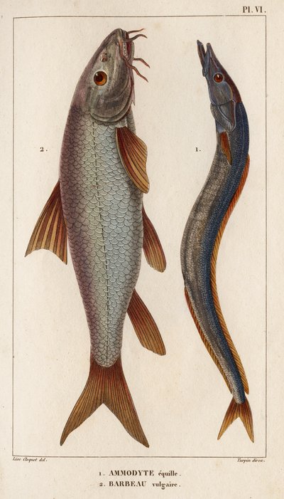 Ammodyte equille ja vulgar Barbeau." "Fauna des Mdecins tai eläinten ja niiden tuotteiden historia, Hippolyte Cloquet" - Volume 6 - 1825. tekijältä Hippolyte Cloquet