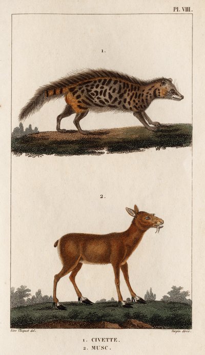 Sivetti ja myski." "Fauna des Mdecins tai eläinten ja niiden tuotteiden historia, Hippolyte Cloquet" - Volume 6 - 1825. tekijältä Hippolyte Cloquet