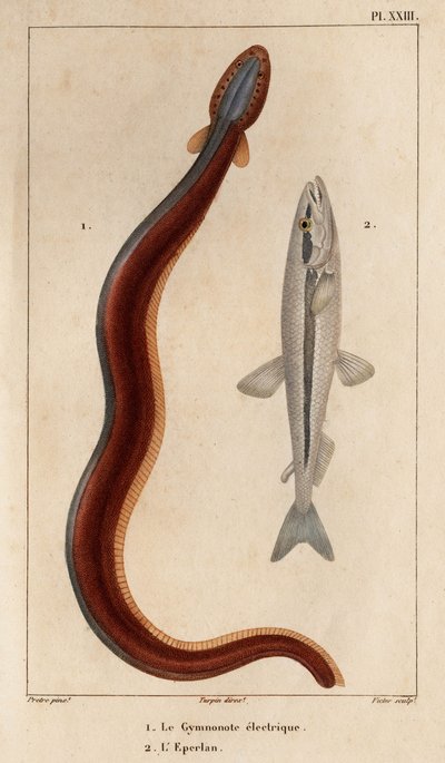 Electric Gymnonote ja Smelt." Fauna des Mdecins tai eläinten ja niiden tuotteiden historia, Hippolyte Cloquet” - Osa 6 - 1825. tekijältä Hippolyte Cloquet