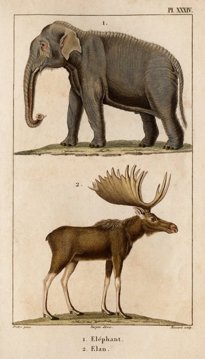 Elephant and Elan." "Fauna des Mdecins tai eläinten ja niiden tuotteiden historia, Hippolyte Cloquet" - Volume 6 - 1825. tekijältä Hippolyte Cloquet