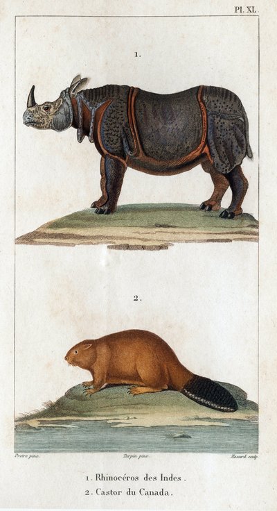 Intian sarvikuono ja kanadalainen majava. Fauna des Médecins tai eläinten ja niiden tuotteiden historia, Hippolyte Cloquet” - Volume 6 - 1825. tekijältä Hippolyte Cloquet