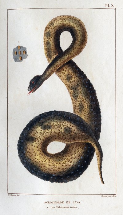 Java acrochord. Sen eristetyt putket. Fauna des Mdecins tai eläinten ja niiden tuotteiden historia, Hippolyte Cloquet” - Osa 6 - 1825. tekijältä Hippolyte Cloquet