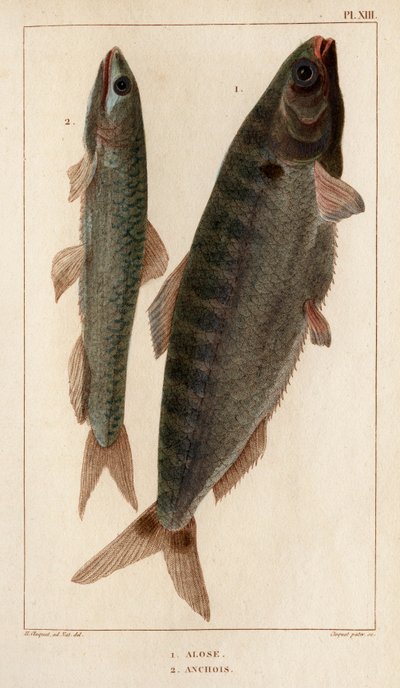 Shad ja Anjovis." "Fauna des Mdecins tai eläinten ja niiden tuotteiden historia, Hippolyte Cloquet" - Volume 6 - 1825. tekijältä Hippolyte Cloquet