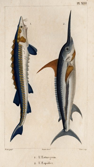 Sampi ja miekkakala." "Fauna des Mdecins tai eläinten ja niiden tuotteiden historia, Hippolyte Cloquet" - Volume 6 - 1825. tekijältä Hippolyte Cloquet