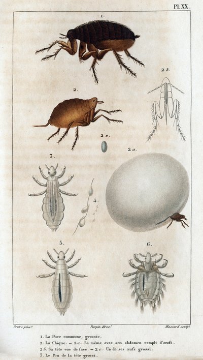 Tavallinen chic, pou.” Fauna des Médecins tai eläinten ja niiden tuotteiden historia, Hippolyte Cloquet” - Volume 6 - 1825. tekijältä Hippolyte Cloquet