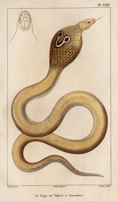 Najalla eli kyykäärmeellä on lasit." "Fauna des Mdecins eli eläinten ja niiden tuotteiden historia, Hippolyte Cloquet" - Volume 6 - 1825. tekijältä Hippolyte Cloquet