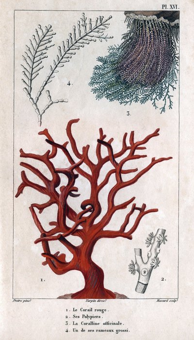 Punainen koralli, sen Polypiers, Coralline officinale, yksi karkeista oksista. teoksessa "" Fauna of the Docks or History of Animals and niiden Products by Hippolyte Cloquet" - Volume 6 - 1825. tekijältä Hippolyte Cloquet