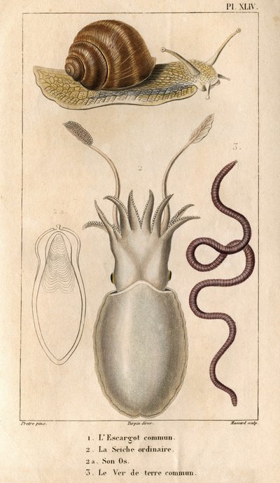 Tavallinen etana, tavallinen seepia, sen luu, tavallinen liero. In "" Fauna of the Docks tai historia eläinten ja niiden tuotteiden historiasta, Hippolyte Cloquet"" - Volume 6 - 1825. tekijältä Hippolyte Cloquet