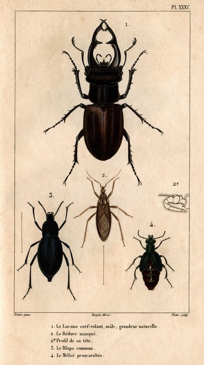 Urosleijan kattoikkuna, luonnollinen koko, Reduve-naamio, tavalliset räpylät, proscarabee Meloe in "" Fauna of lääkärit tai eläinten historia ja niiden tuotteet by Hippolyte Cloquet"" - Volume 6 - 1825. tekijältä Hippolyte Cloquet