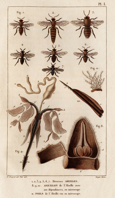 Erilaisia ​​mehiläisiä." "Fauna des Mdecins tai eläinten ja niiden tuotteiden historia, Hippolyte Cloquet" - Volume 6 - 1825. tekijältä Hippolyte Cloquet