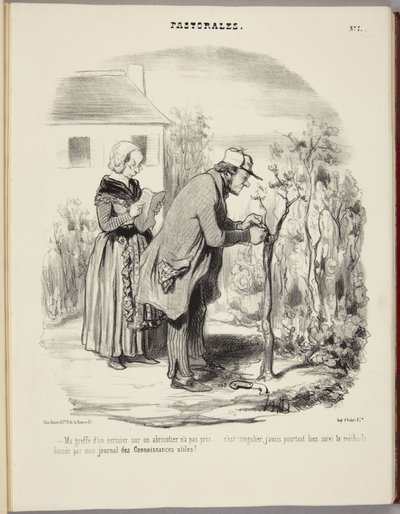 Kirsikkapuun varttamiseni aprikoosipuuhun ei onnistunut... tekijältä Honoré Daumier
