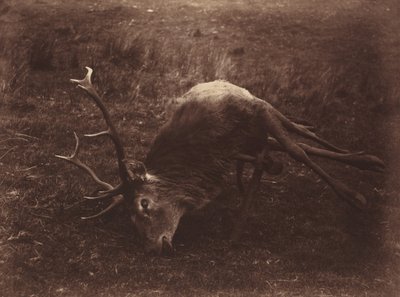 Kuollut hirvi,1857 (kuva) tekijältä Horatio Ross