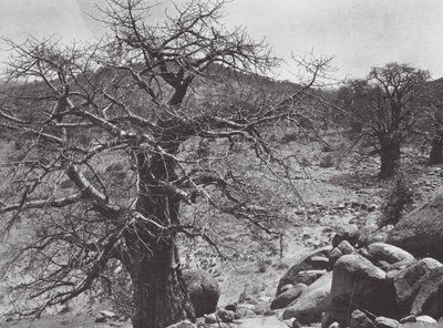 Afrikka: Dar Nuba (s/w-kuva). tekijältä Hugo Adolf Bernatzik