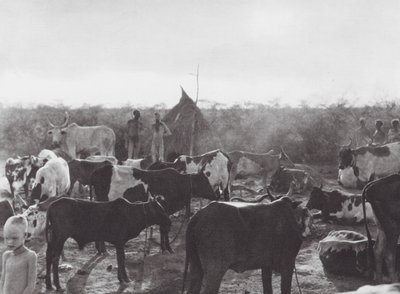Afrikka: Bahr el Zeraf -joen rannalla (s/w-kuva). tekijältä Hugo Adolf Bernatzik